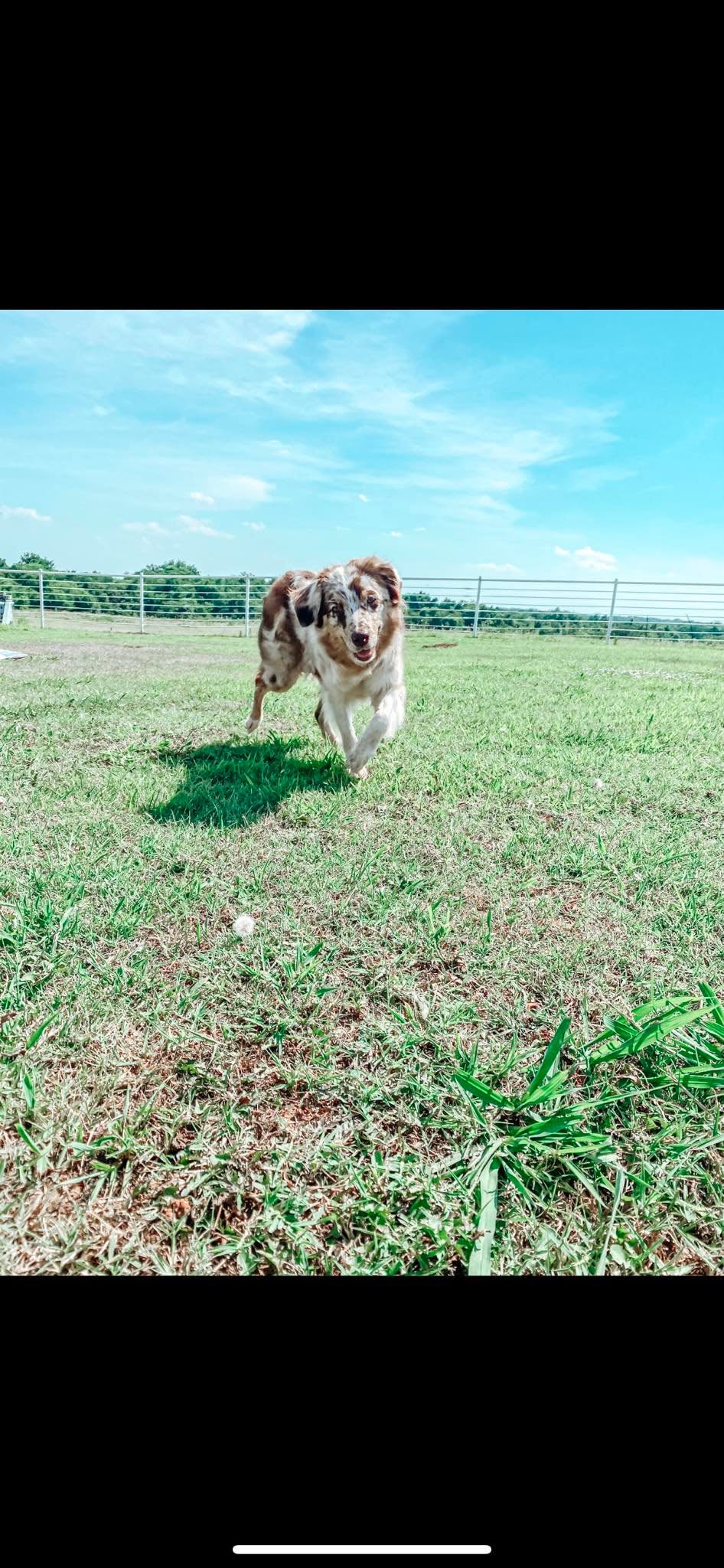 Little Pastures Australian Shepherds together
