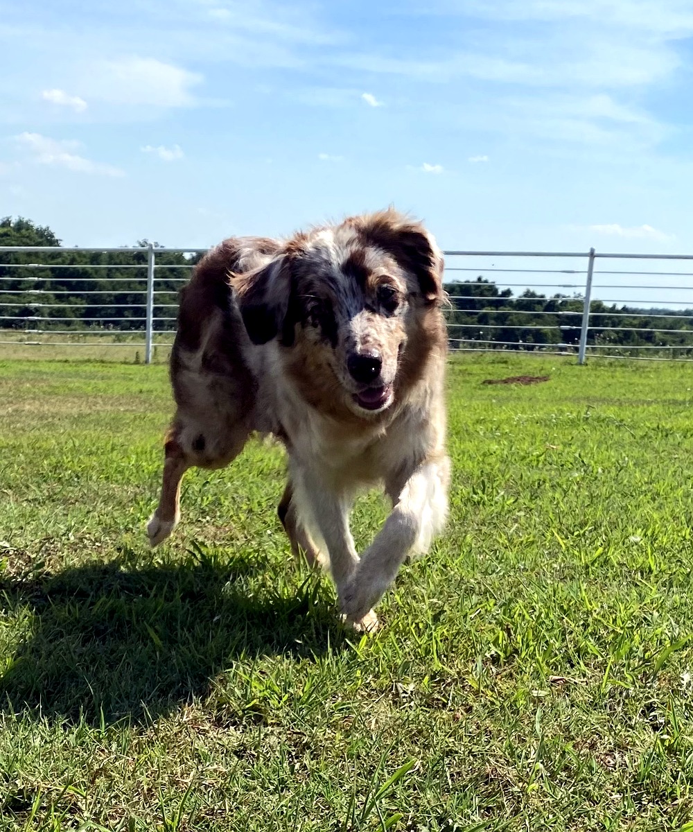 Little Pastures Australian Shepherd puppy in the program