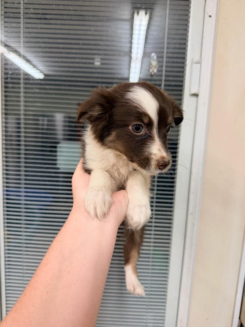 Millie, Red tri-color female Australian Shepherd puppy