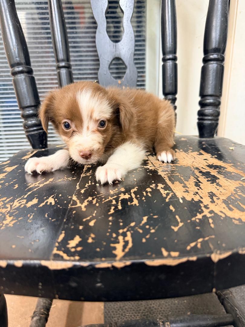 Winnie, Red tri-color female Australian Shepherd puppy